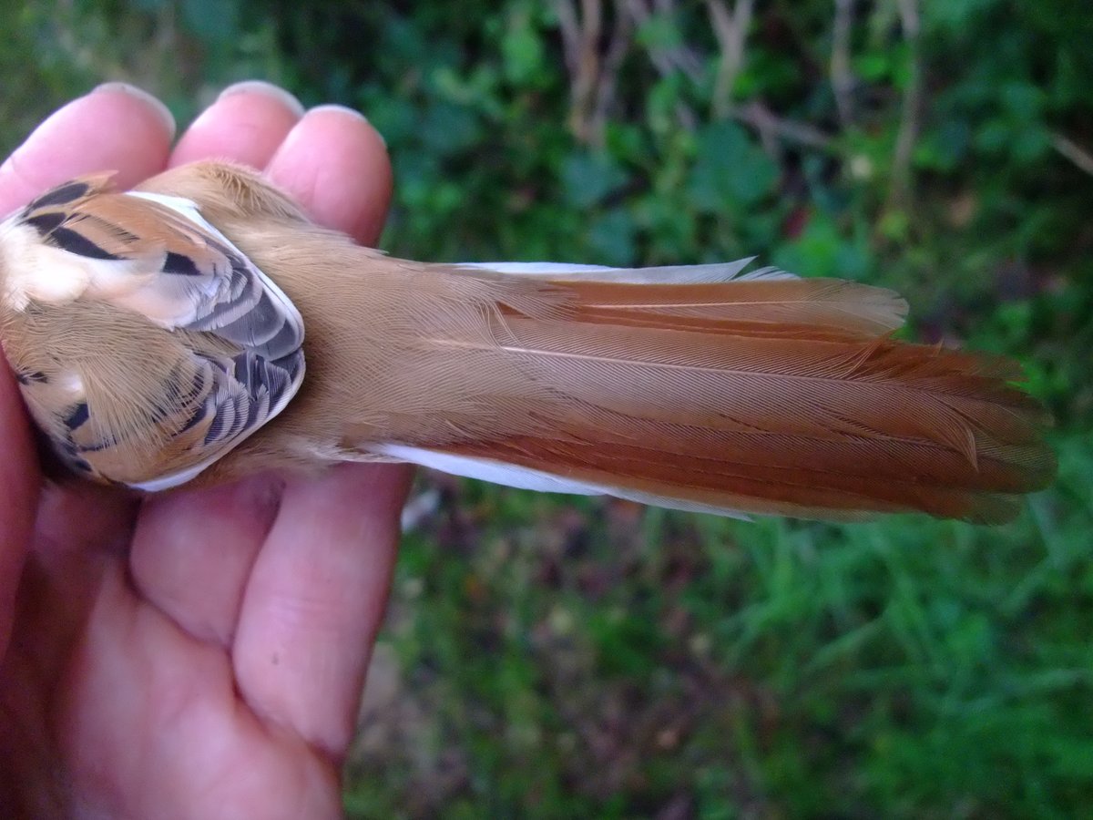 Chew Valley Ringing tweet media