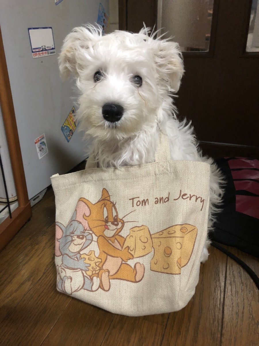 harupippi428's tweet photo. 〜ペット紹介〜
ミニチュアシュナウザー（白）🐶
ハル♂ 2021年6月4日生まれ
ヤンチャで好奇心旺🤜

桜文鳥🐤
ピッピ♀ 2015年5月28日生まれ
気が強めの甘えん坊さん💘 https://t.co/3AqxPXi6yT