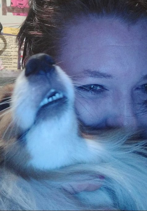 Happy Monday morning! My cuddle monkey is all smiles! #HappyMonday  #SheltieSmile https://t.co/Zejws<a href="/tag/happymonday"class="tags"><span>#happymonday</span></a><a href="/tag/sheltiesmile"class="tags"><span>#sheltiesmile</span></a>