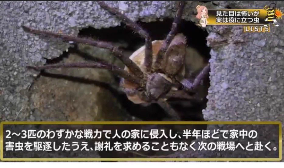 「見た目は怖いが実は役に立つ虫」。アシダカグモの説明がカッコ良すぎる