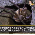 「見た目は怖いが実は役に立つ虫」。アシダカグモの説明がカッコ良すぎる