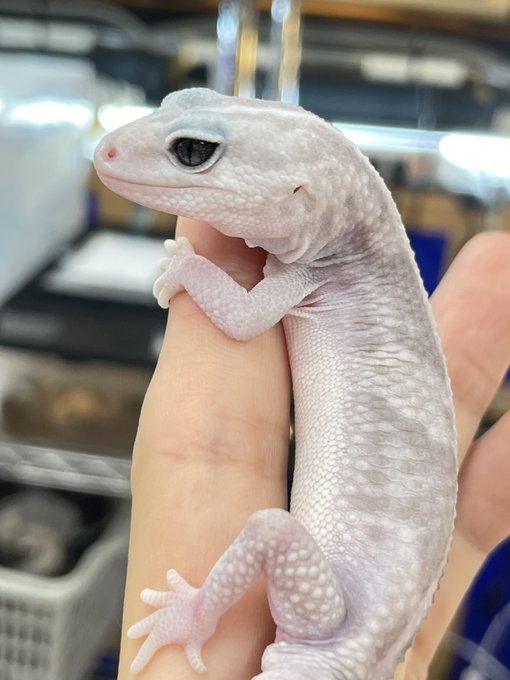 かねだい伊勢原店 総合編 犬 猫 小動物入荷速報 Sale告知など さん の最近のツイート 3 Whotwi グラフィカルtwitter分析 かねだい伊勢原店 総合編 犬 猫 小動物入荷速報 Sale告知など さん の最近のツイート 3 Whotwi グラフィカルtwitter分析