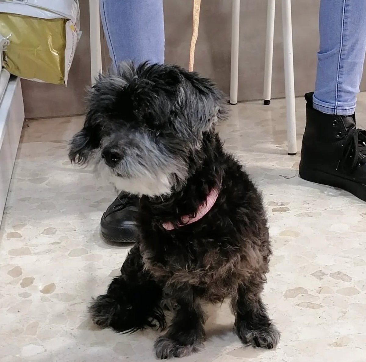 Casilda es una perrita muy buena y cariñosa.
Se encuentra en @elrefugioescuelamarlene
Te gustaría darle un hogar? Comparte y difunde!
#AppAdoptMe #AdoptMe #adopcionresponsable #adopcion #adopta #appo