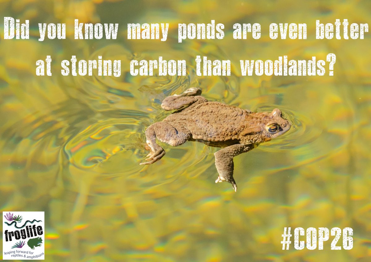 froglifers's tweet photo. #DYK many ponds are even better at storing carbon than woodlands? Take a look at our #CroakingScience article about the magic of ponds here 👉 https://t.co/A2PizItkdH
Add your voice to our #COP26 campaign to have it taken to world leaders on 1st Nov 👉 https://t.co/vrkUBWUap5 https://t.co/ln89v1tlHc