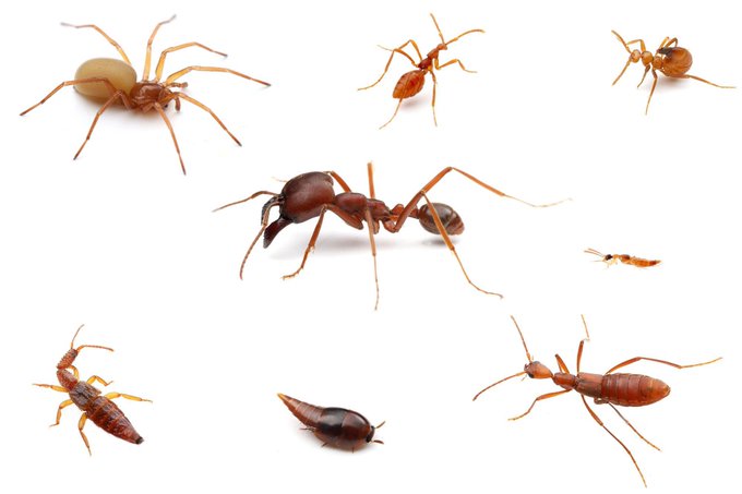 アリの巣で暮らす虫が好きのtwitterイラスト検索結果 アリの巣で暮らす虫が好きのtwitterイラスト検索結果