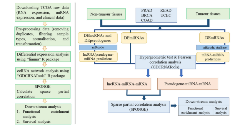 Biology_MDPI's tweet photo. Identifying Complex lncRNA/Pseudogene–miRNA–mRNA Crosstalk in Hormone-Dependent Cancers https://t.co/TvUPqBhYN8 #mdpibiology via @Biology_MDPI @QUT @QIMRBerghofer @TRI_info
#hormone_dependent_cancers #ceRNAs #lncRNAs #microRNAs #pseudogenes #multiple_sensitivity #correlation https://t.co/40c9kPPMue