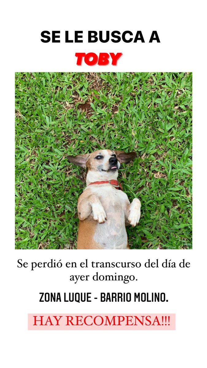 annmaluff's tweet photo. Soy Toby!!! Tengo 16 añitos y estoy perdido, mi papi me está buscando y tengo que tomar mis remedios!! por favor RT PARA QUE VUELVA A MI CASITA!! https://t.co/Y41vbBdc8S