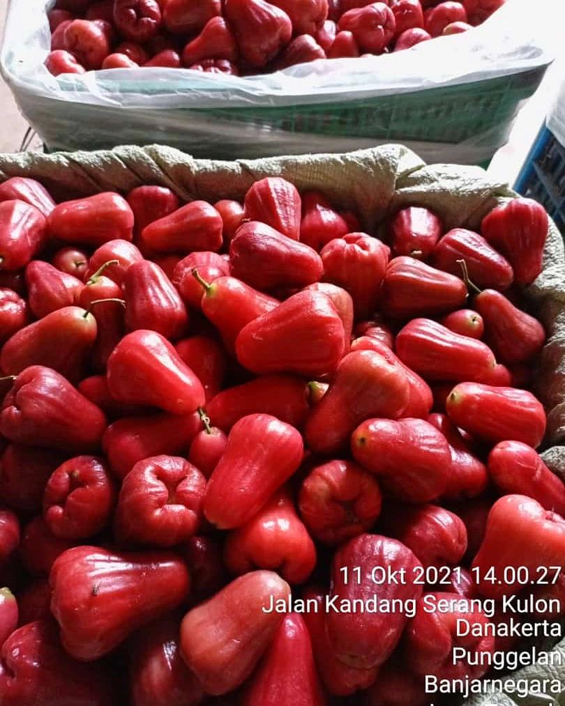 Grade A
GRADE A/B  gerak cepat bos rebutan soalnya 🙏🏾🙏🏾
Hari ini ready dan siap kirim 
❤️❤️❤️ Garansi pas barang datang 
Jambu citra bayar pas barang sampai 
Janbu citra posisi Purbalingga Jateng 
INFO ORDER klik  wa.me/6281215359997
wa.me/6283128398999