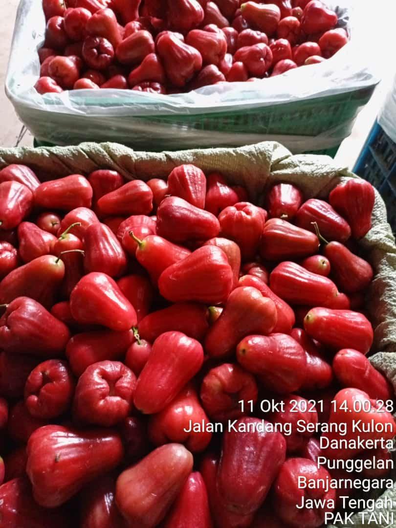 Grade A
GRADE A/B  gerak cepat bos rebutan soalnya 🙏🏾🙏🏾
Hari ini ready dan siap kirim 
❤️❤️❤️ Garansi pas barang datang 
Jambu citra bayar pas barang sampai 
Janbu citra posisi Purbalingga Jateng 
INFO ORDER klik  wa.me/6281215359997
wa.me/6283128398999