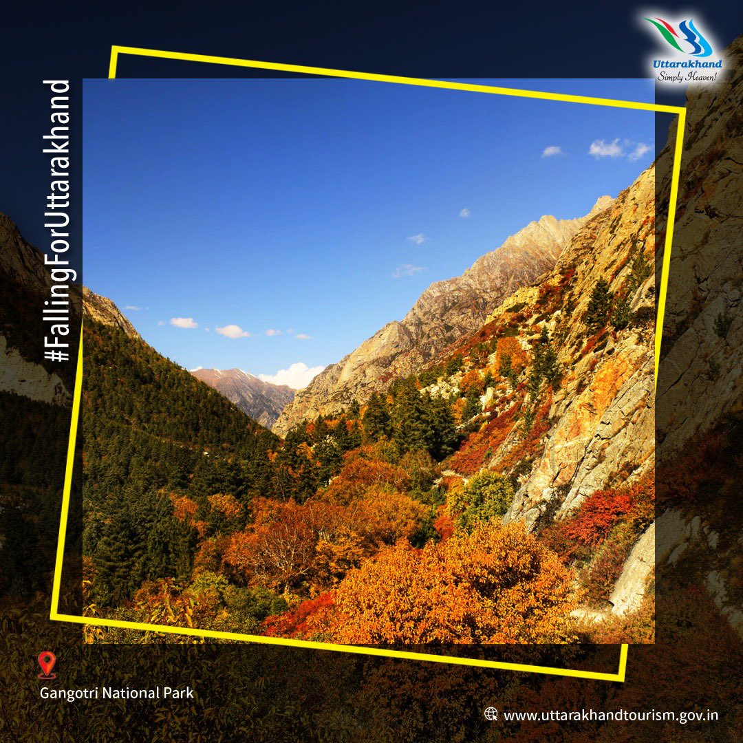 UTDBofficial's tweet photo. One of the famous high-altitude Wildlife Sanctuaries in India, the Gangotri National Park’s fall avatar is paradisiacal. Plan your Autumn break in Uttarakhand. Do share a picture or video of your Fall/Autumn break in Uttarakhand, tag us and use the hashtag #FallingForUttarakhand https://t.co/2ydcw5Ru9x