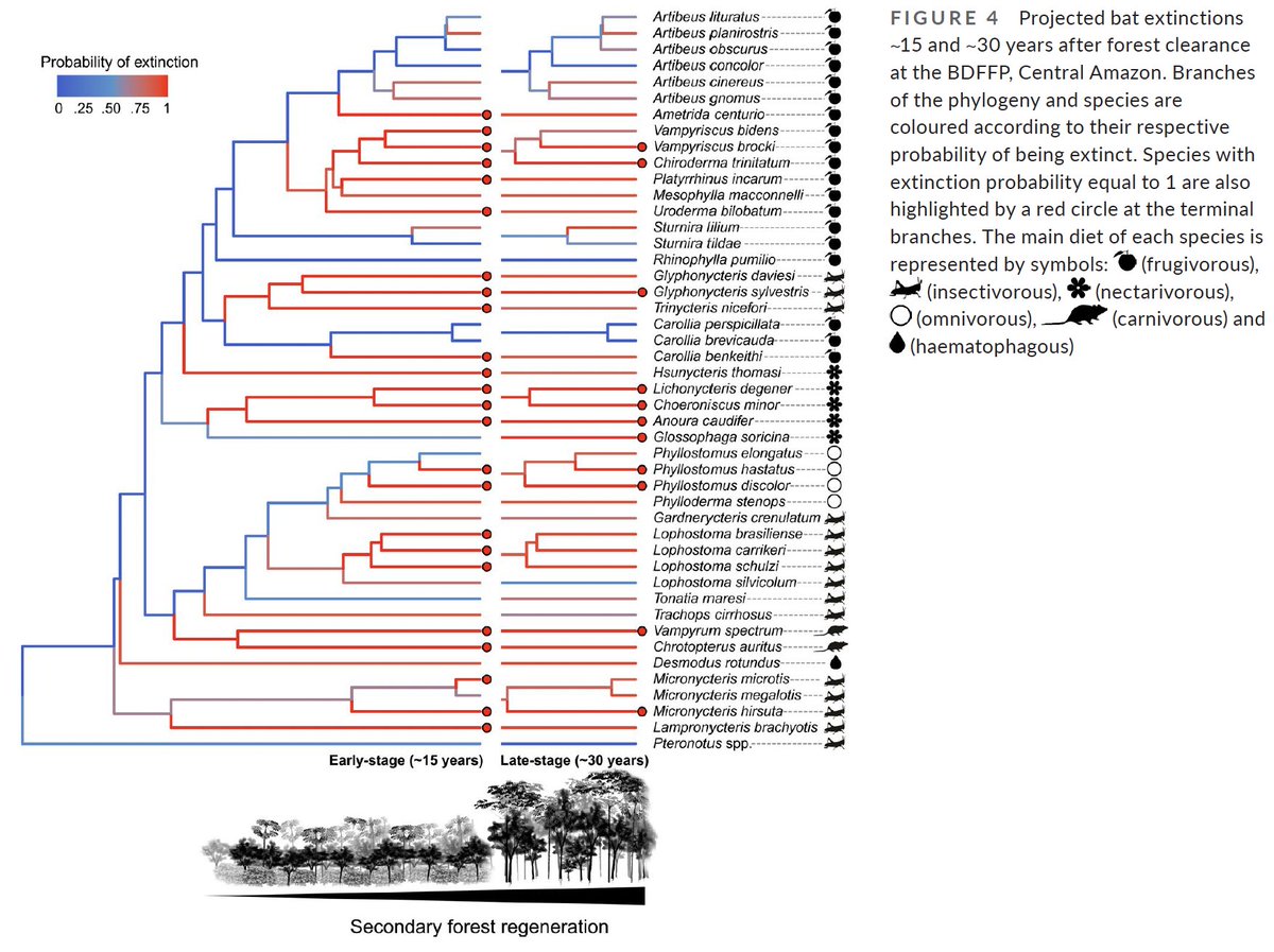 ChrisFJMeyer's tweet photo. Happy to share our latest paper led by Fabio Farneda now out early view in @JAppliedEcology on 🦇 phylogenetic responses to regenerating Amazonian forests https://t.co/TcR5Eizgsz #BDFFP https://t.co/4YYmBMq3Tg