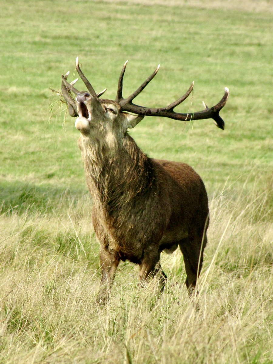 tikistevo's tweet photo. Autumn in Richmond Park! Rutting season 🦌🍂🌳@BritishDeerSoc #wildlife #wildlifephotography #naturephotography @ldnparks @FRPTweets #deer #london #richmond #richmondpark #forest #autumn #england #parks https://t.co/0AH2RlOFQI