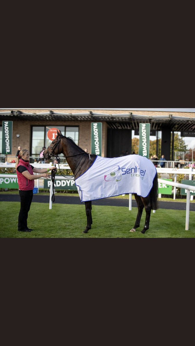 SentinelEquine's tweet image. Thank you to all who took part in our race @curraghrace yesterday, a great day out with top class racing. A special mention to winning owner/trainer @sheilalavery on her success with Avagardner 
#steri7Xtra #AirlightPLUS
