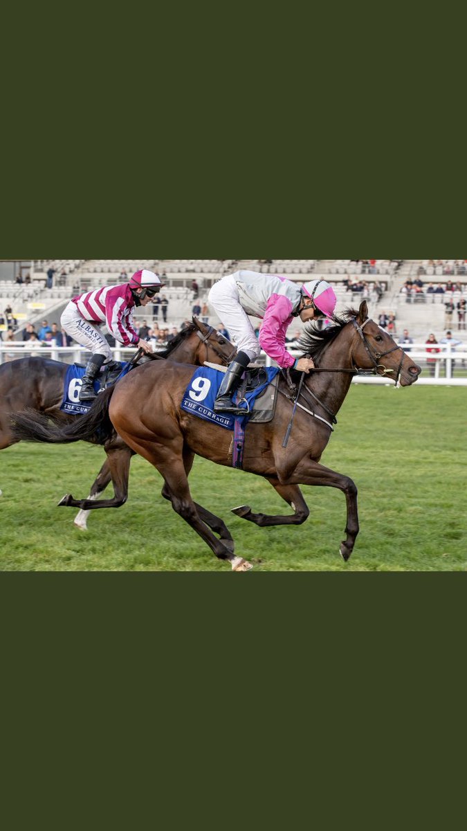 SentinelEquine's tweet image. Thank you to all who took part in our race @curraghrace yesterday, a great day out with top class racing. A special mention to winning owner/trainer @sheilalavery on her success with Avagardner 
#steri7Xtra #AirlightPLUS