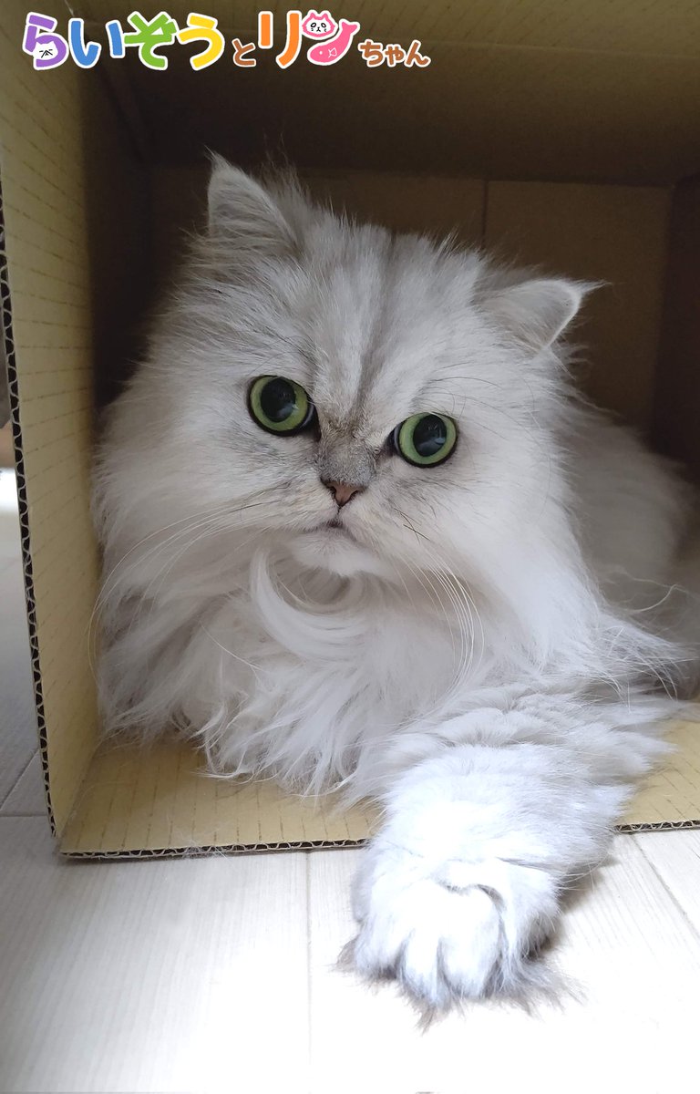 公式 ねこがあらわれた チーム行徒info Raizou Rin Twitter 公式 ねこがあらわれた チーム行徒info Raizou Rin Twitter