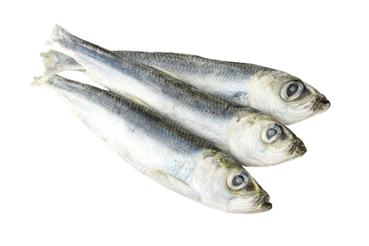 салака черноморская. рыба салака и килька. килька и салака. рыба салака замороженная. салака свежемороженая.