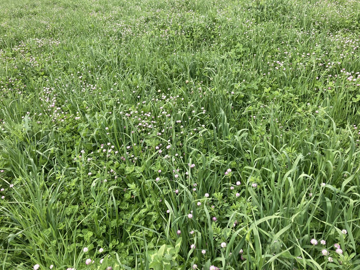 Lawrence Balcomb tweet media