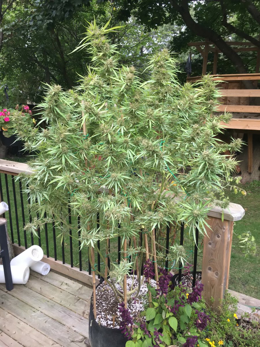 spliffseeds's tweet photo. Spliff's Strawberry outdoor grow โharvest timeโ
๐ธ:@budswhisperback
๐ท:#spliffsstrawberry
๐จ๐พ:#spliffseeds
๐:https://t.co/rwrJ03YeKH https://t.co/q1JiQSy0AI