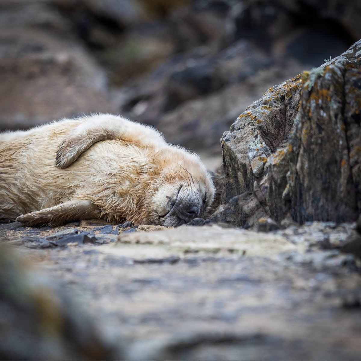 Stephen dunbar (@dunbar44) on Twitter photo A young grey seal peacefully sleeping ! Had a gd number of young pups hiding among the rocks on the copleland islands yesterday <a href="/CopelandBirdObs/">Copeland Bird Obs.</a>
#WexMondays
#fsprintmonday A young grey seal peacefully sleeping ! Had a gd number of young pups hiding among the rocks on the copleland islands yesterday <a href="/CopelandBirdObs/">Copeland Bird Obs.</a>
#WexMondays
#fsprintmonday