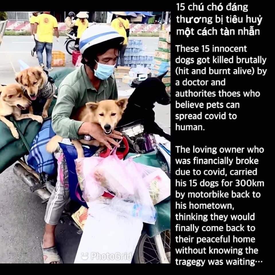 animalloverVN's tweet photo. @elforesto ❌❌ 4dogs , 11 puppies , 1 cat were killed so barbarously in VietNam ❌❌
#standfor16 https://t.co/4Ipx3a86oD