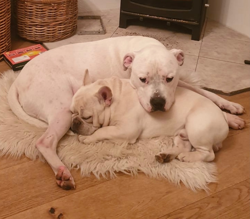 RoyDogBehaviour's tweet image. “Roy came round to our house to help us overcome issues from our American and French bulldogs which including barking at the door, anxiety issues and messing in the kitchen.

“After one session and some homework we have had no mess to wake up to and less barking” 

👏👍🐕