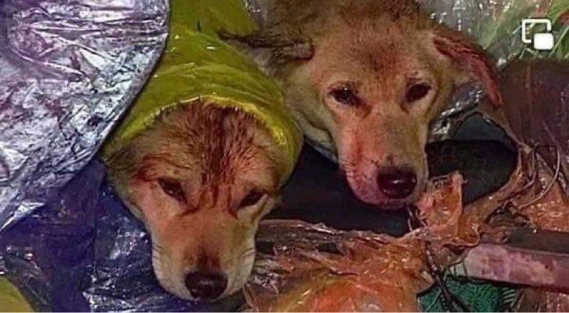 animalloverVN's tweet photo. @TheSoundOfAnim1 #standfor16 ❌❌ 4 dogs , 11 puppies , 1 cat were burned so barbarously in Vietnam ❌❌ Help us appealing this story https://t.co/oteVqgLNNE