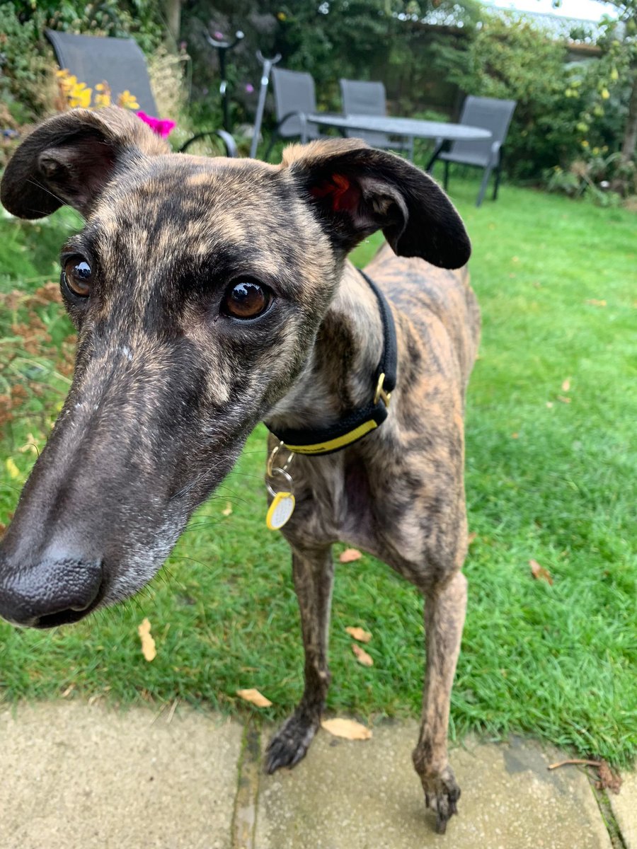 <a href="/penfoldholes/">Richard</a> <a href="/CaseyCanine/">Casey Canine</a> <a href="/DogsTrust/">Dogs Trust 💛🐶</a> She is very sweet - insecure : was with a family for 5 months after racing kennels - lord knows what they taught her ! She knows nothing - extremely gentle - until she gets a raw chicken in her mouth then like a Wild bear snarling &amp; baring teeth ! ( 18 months old )