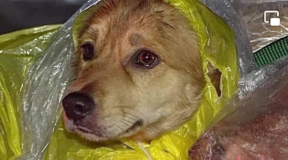 animalloverVN's tweet photo. @ForteAnimalResq #standfor16 ❌❌ 4 dogs , 11 puppies , 1 cat were burned so barbarously in Vietnam ❌❌ Help us appealing this story https://t.co/CtahXY68Ba