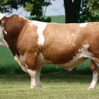 NAGRC_DB's tweet image. #DidYouKnow you can access imported semen of the simmental dual purpose cattle breed @NAGRC_DB?

#Matureweight 
Bulls: 1,200kgs
Cows:  750kgs

#Averageperformance 
*Milk yield per lactation: 5100 litres
*Daily weight gain: 1,000 g
*Protein: 3.4%
*Butter fat: 4.0%
@beinepeter