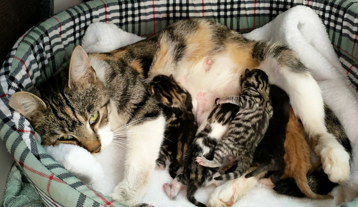 Finally at 6am, Tess delivered 5 healthy, active kittens. #CatsOfTwitter #kittensoftwitter #neuter #AdoptDontShop