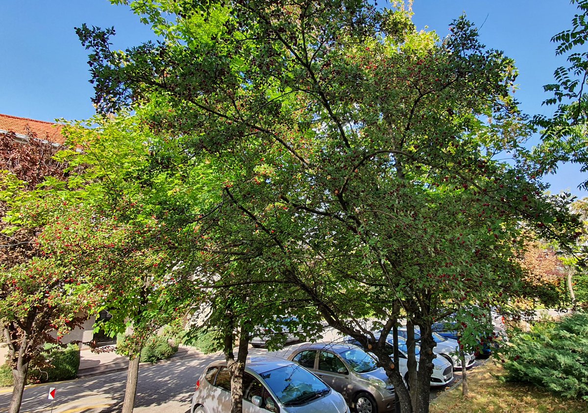 DrRobertSawyer's tweet photo. This is the Hawthorn tree that is along my walking route. Unfortunately, most of the branches are too high for me to reach, so we were only able to gather about 4 cups of berries. That should be enough for 1 jar of jelly - maybe more. 🤷‍♂️ https://t.co/ROKltge8My