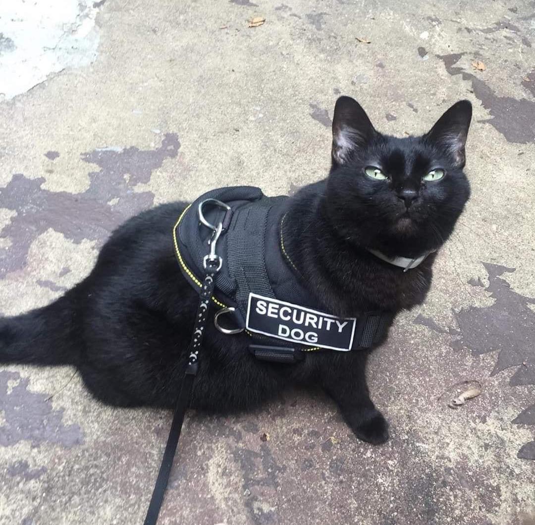 CatWorkers's tweet photo. https://t.co/PaabkUsZn7