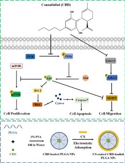fundacioncanna's tweet photo. #Cannabidiol Effectively Promoted Cell Death in #Bladder #Cancer. Study demonstrates that #CBD may become a novel reliable #anticancer drug.
https://t.co/spAgwZt0sr https://t.co/FVXKgku6zi
