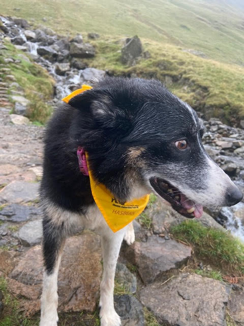 CCFCheetahUK's tweet photo. Despite weather that can only be described as 'a bit dodgy', Ivy her dog Bill still conquered Scafell Pike yesterday as one of their #PawsforClaws walks. The pair have raised a massive £230 so far, #UnitingforCheetahs with other dog owner #cheetah lovers https://t.co/vCAoK6M4bF https://t.co/CRlosX3Acn