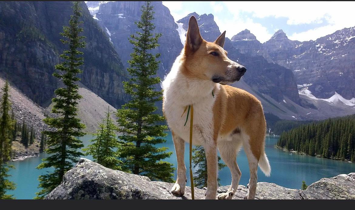 peterdonato20's tweet photo. Jefferson the mascot. RIP. January 2005 - October 2021. @mynextrace @RoadRaceResults @GoodTimesRun @TOCorporateRun @MonsterDashTO @CyclingNiagara #jeffersonmascot #mynextrace #goodtimesrunning #dogsoftwitter #animalsoftoronto #jefferson https://t.co/KTibHmLyyO