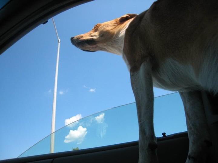 peterdonato20's tweet photo. Jefferson the mascot. RIP. January 2005 - October 2021. @mynextrace @RoadRaceResults @GoodTimesRun @TOCorporateRun @MonsterDashTO @CyclingNiagara #jeffersonmascot #mynextrace #goodtimesrunning #dogsoftwitter #animalsoftoronto #jefferson https://t.co/KTibHmLyyO