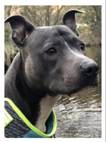 JohnDaffern2's tweet photo. #Missing: STORM
Female blue #AmericanStaffordshireBullTerrier
Age: Adult
#Escaped from a bedroom window at her home in the #WestEnd area of #AshtonUnderLyne #Tameside #OL7 on 09/10/21. She is wearing a grey & purple harness with leopard print snood.
https://t.co/5VkputAoIe https://t.co/DsMleUVdLu