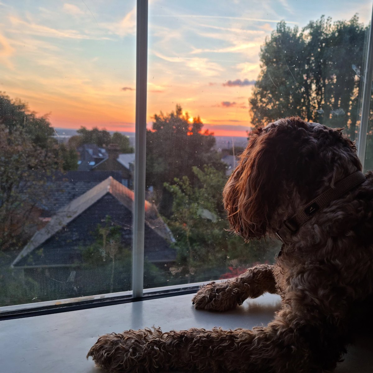 Timsley's tweet photo. Bosley enjoying the sunset last night! #WHOWASNT ☀️ #BOSLEYJOHNBOSLEY #TIMMYALEXISCARRINGTONWARD #LEXANDBOZONTHEHILL https://t.co/3Ygr7NywTE