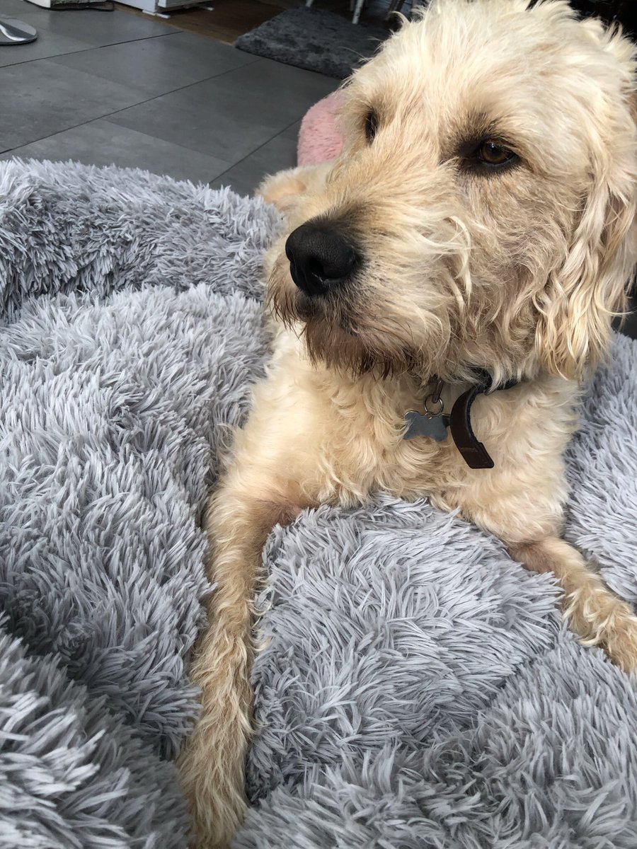 Happy 4 th birthday to the best ‘good boy’ 💪in the world x Prince Murphy x loving his new bed 😘🥰🐶thank you for everything you bring to your family and friends xxx 😘 we all love you lots 💙xxx