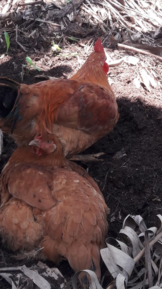 ccoaib_rwanda's tweet photo. Last Friday, CCOAIB distributed 1920 chickens to 480 families in 4 sectors of Nyagatare to support their action plans aiming at improving food and nutrition security. Extension was made after realising that 6240 distributed chickens have started creating impact.
@trocaire,@EUinRW https://t.co/YYY7sr8ftR