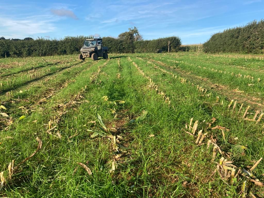 Undersown #Maize trial in Cornwall, as part of our project work with Trewithen Dairy farmers. Exactly what we were hoping to achieve: ground cover to reduce soil wash, minimise compaction and improve water infiltration. 1/2 #undersown #maizetrial #BetterMaize