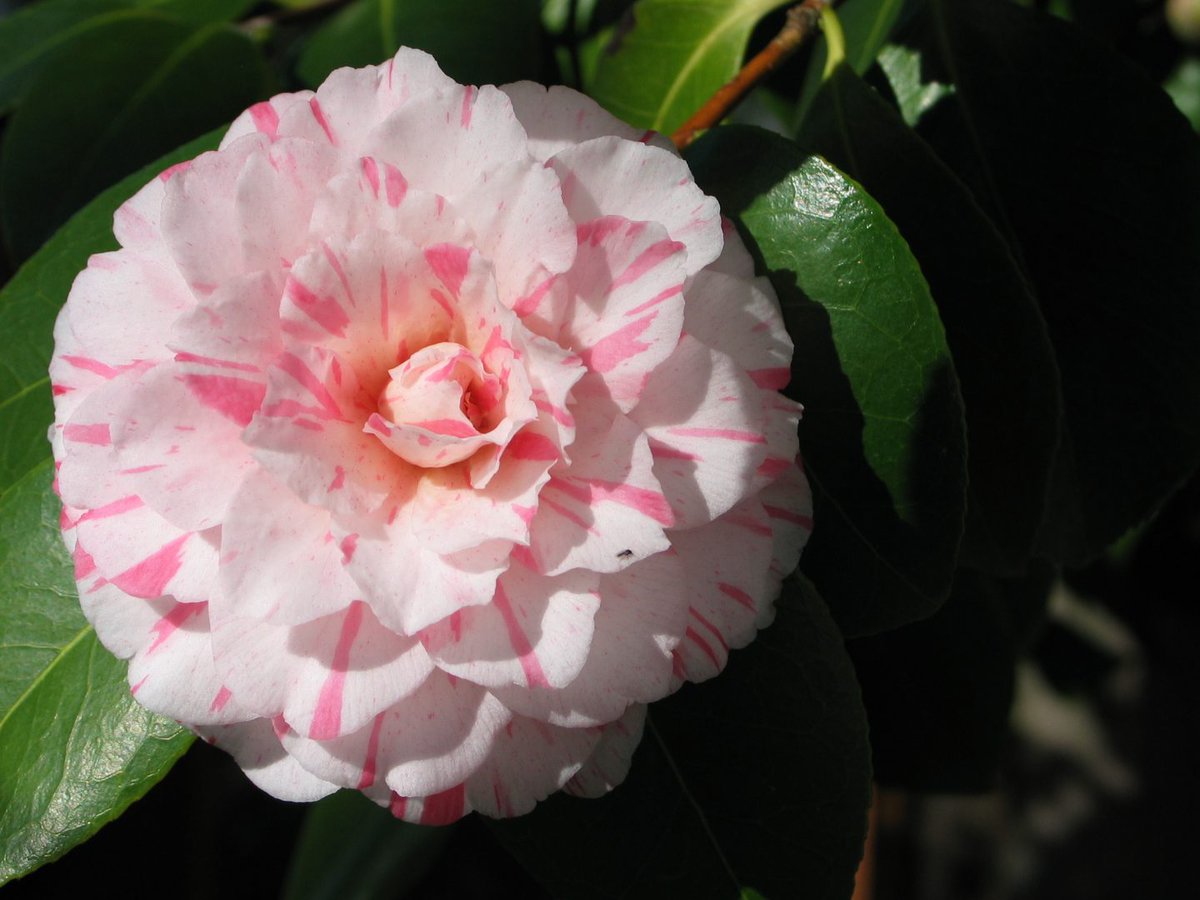 marimar0109's tweet photo. Estas camelias no tienen aroma pero son hermosas. Existen raras especies de aves que no cantan pero ENCANTAN. La virtud no hace ruido, pero es sonora. Los verdaderos valores se perciben con los sentidos del alma. https://t.co/rPae0HPxbM