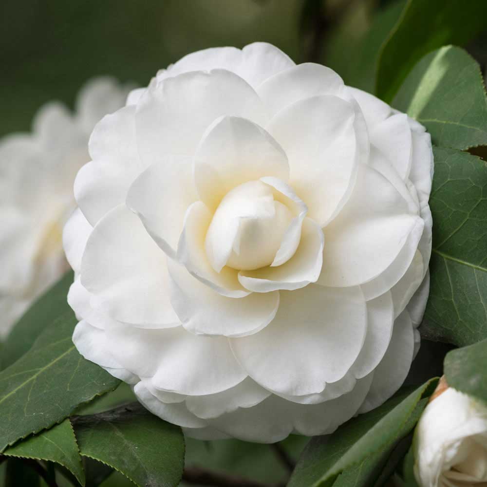 marimar0109's tweet photo. Estas camelias no tienen aroma pero son hermosas. Existen raras especies de aves que no cantan pero ENCANTAN. La virtud no hace ruido, pero es sonora. Los verdaderos valores se perciben con los sentidos del alma. https://t.co/rPae0HPxbM