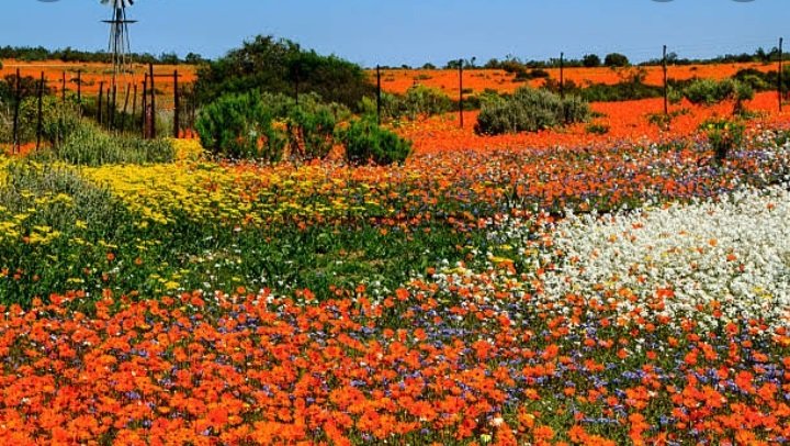 CINDY_TLC's tweet photo. @brutalfruitsa Namaqualand is an arid region of Namibia and South Africa. #LandOfFlowers #YouBelongToBloomAnywhere #BrutalFruit  @shabangu_queen @Junebug_Mandy @Muhle_Gugu We belong to bloom anywhere ! https://t.co/ewwMWtQpGA