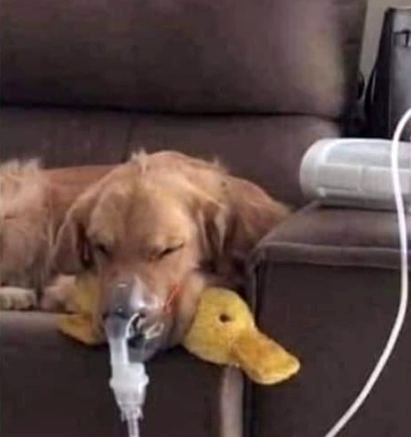 SosAbuelos1's tweet photo. ✎Y ENTRE TANTO MONSTRUO ENCONTRAMOS ESTO... 😭 DIGNO DE COMPARTIR!!

Este perro es asmático su antiguo dueño lo maltrataba, dormía bajo la lluvia y se enfermaba.
Ahora su nueva familia esta al cuidado de él, ellos lo nebulizan con oxigeno cada vez que le viene un ataque 💖💘 https://t.co/FoufsnrMLa