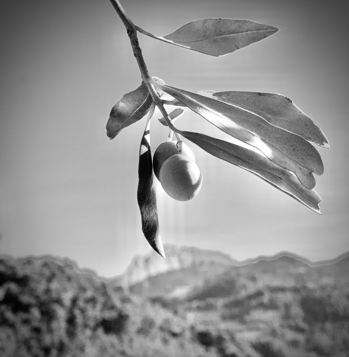 Début de véraison en toute timidité,
C’est parti pour les suivis maturité ,
Quelles énergies, quelles subtiles vibrations ce matin dans ces oliviers  !😍

#huile  d'olive &amp; Olives noires de Nyons AOP