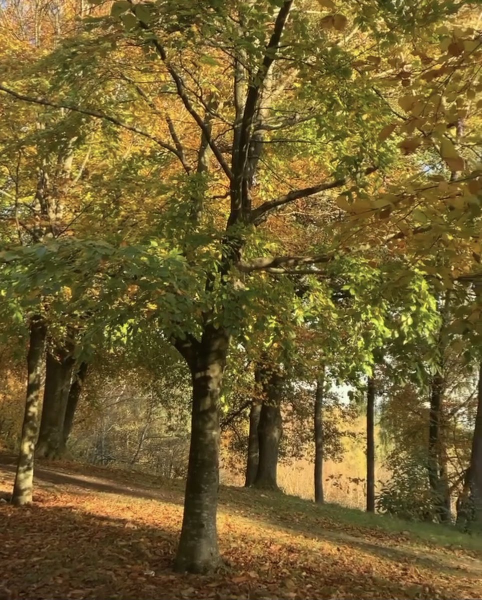 DeepdeneTrail's tweet photo. Explore the autumnal colours @DeepdeneTrail 🍁🍂
There’s so much to admire 📸
#Dorking #Deepdene #Autumn https://t.co/n3HkZJtXTi
