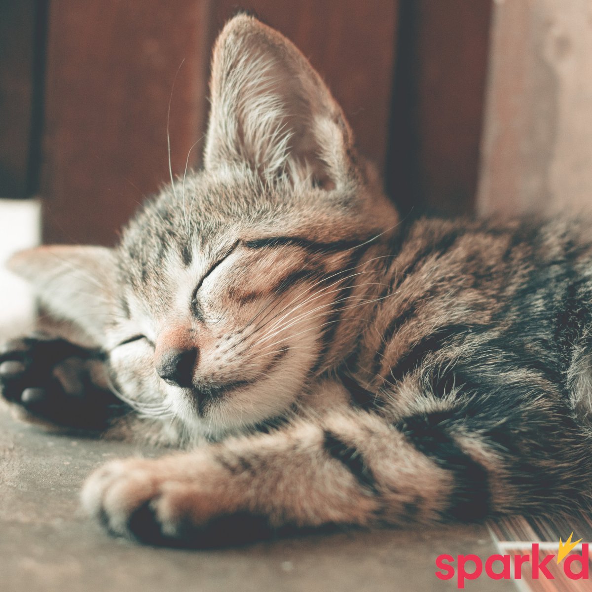 SparkEngagement tweet media