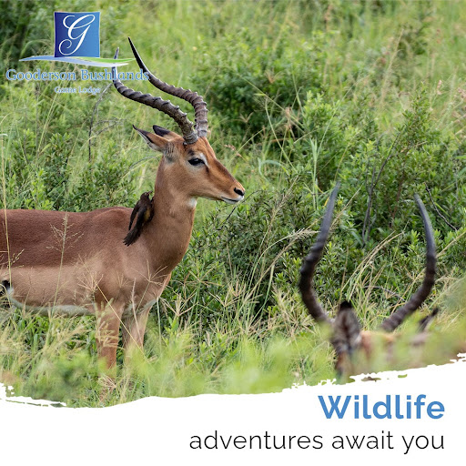 Gooderson's tweet image. Mesmerize yourself with a serene wildlife adventure that will revitalize your senses and help you experience the unrealistic zootopia in the heart of Zululand.

#goodersonleisure #goodersonbushlands #kzntourism
#zululand #wildlife #forest #southafrica #hluhluwe