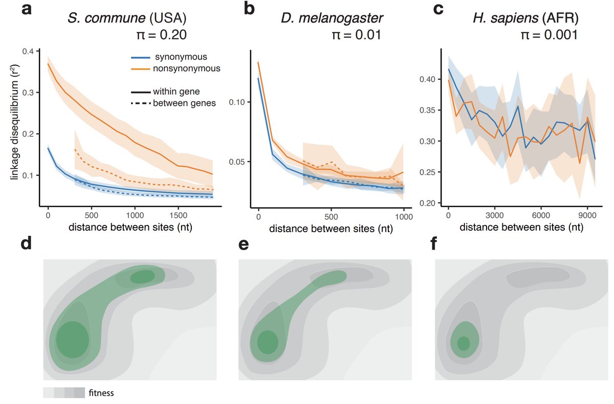 avstolyarova's tweet photo. Our study on within-population epistasis is out as a preprint today! https://t.co/F6nJJtQBVC
Epistasis shapes variation within a hyperpolymorphic fungus S. commune - with ~20% of neutral sites differing between any two sampled genomes. We detect it by linkage disequilibrium (1/4) https://t.co/yvqOEQA5VS